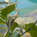 Butterfly House at ENEA