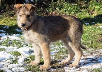 Kedves barátaim, és 25 fajtájú kutyák, kölykök, amelyek meg kell határozni ki „kerek” összeg