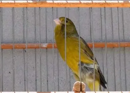 Обучение канарчета как да се справите с канарче в ръка (снимка)