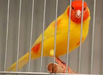 Обучение канарчета как да се справите с канарче в ръка (снимка)