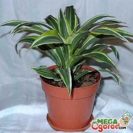 Dracaena полето почва за отглеждане и размножаване