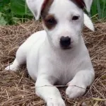 Jack Russell terrier kutya fotó, ár, fajta leírás, képességgel, video - én watchdog