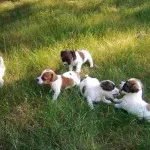 Jack Russell terrier kutya fotó, ár, fajta leírás, képességgel, video - én watchdog