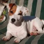 Jack Russell terrier kutya fotó, ár, fajta leírás, képességgel, video - én watchdog