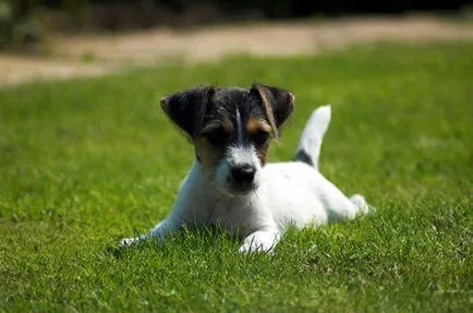 Jack Russell terrier kutya fotó, ár, fajta leírás, képességgel, video - én watchdog
