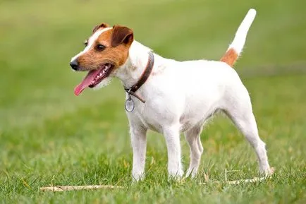 Jack Russell terrier kutya fotó, ár, fajta leírás, képességgel, video - én watchdog