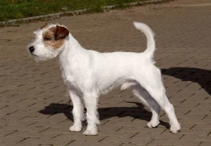 Jack Russell terrier kutya fotó, ár, fajta leírás, képességgel, video - én watchdog