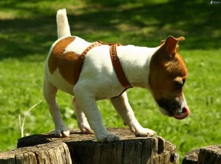 Jack Russell terrier kutya fotó, ár, fajta leírás, képességgel, video - én watchdog