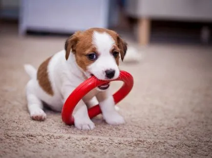 Jack Russell terrier kutya fotó, ár, fajta leírás, képességgel, video - én watchdog