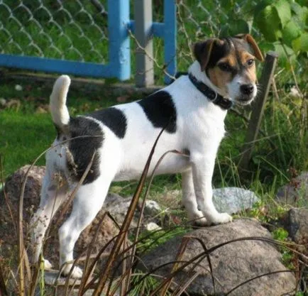 Jack Russell terrier kutya fotó, ár, fajta leírás, képességgel, video - én watchdog