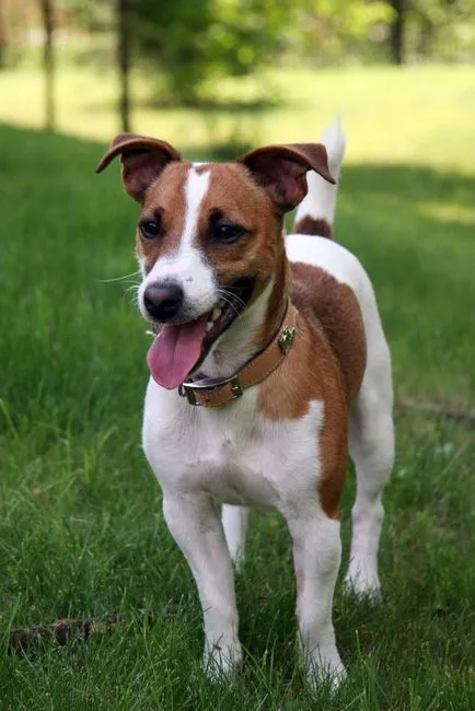 Jack Russell terrier kutya fotó, ár, fajta leírás, képességgel, video - én watchdog