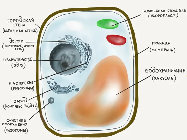 Excursie la celula vegetală