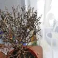 Ficus Elastica picături frunze, care fac salvarea uzinei, video și fotografii