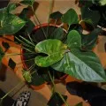 Ficus Elastica csepp levelek teszik megtakarítás a növény, videó és fotók