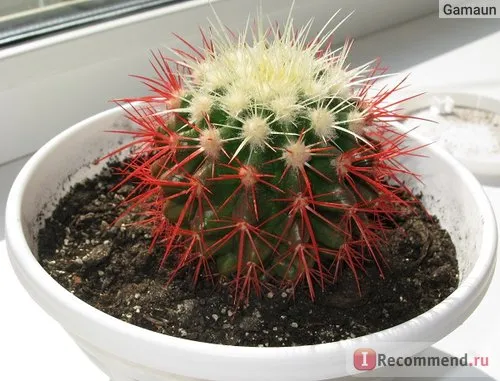 Echinocactus grusonii (grusonia) - „cactusi de culoare slabă (((recenzie actualizat