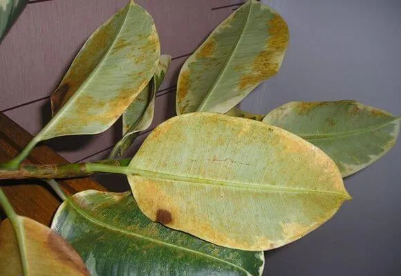 Ficus Elastica csepp levelek teszik megtakarítás a növény, videó és fotók