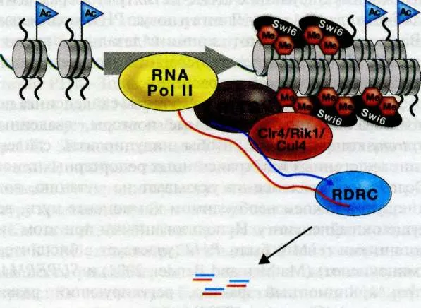 sistemul fibrinolizei