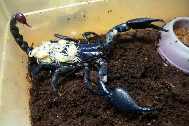 Date despre Scorpions interesante și neobișnuite