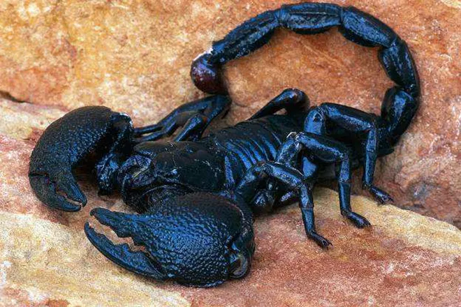 Факти за скорпиони интересен и необичаен