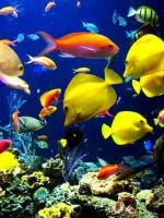 Aquarium Background