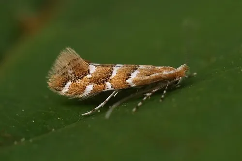 molii foto, caracteristicile distinctive ale speciilor și caracteristici biologice