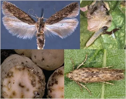 molii foto, caracteristicile distinctive ale speciilor și caracteristici biologice