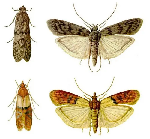 molii foto, caracteristicile distinctive ale speciilor și caracteristici biologice