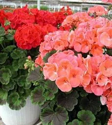 îngrijire Geranium, cultivare, udare, plantare la domiciliu