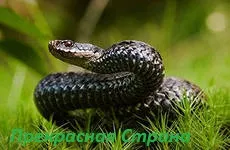 Vipera - hiedelmek és használata kígyó