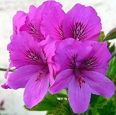 îngrijire Geranium, cultivare, udare, plantare la domiciliu