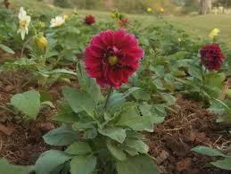 Dahlia - dalii low-creștere (fileurile)