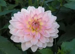 Dahlia - alacsony növésű dahlias (filé)