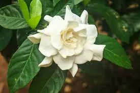 Gardenia jasminoides грижат капризни красота у дома, методи на отглеждане,