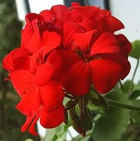 îngrijire Geranium, cultivare, udare, plantare la domiciliu