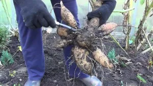 Dahlia засаждане и грижи в открито поле, отглеждане, размножаване, сортове снимката