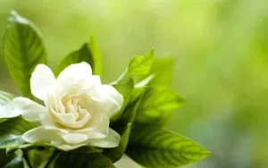 Gardenia jasminoides érdekel szeszélyes szépség otthon, tenyésztési eljárások,