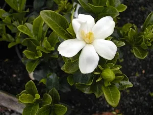 jasminoides Gardenia de îngrijire și frumusețe capricios la domiciliu, metodele de reproducere,