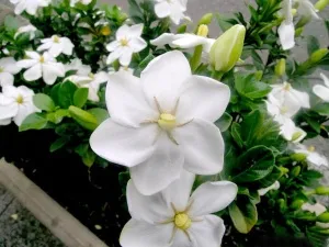 jasminoides Gardenia de îngrijire și frumusețe capricios la domiciliu, metodele de reproducere,