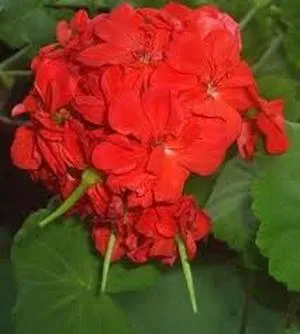 îngrijire Geranium, cultivare, udare, plantare la domiciliu