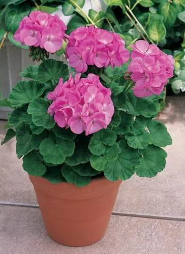 îngrijire Geranium, cultivare, udare, plantare la domiciliu