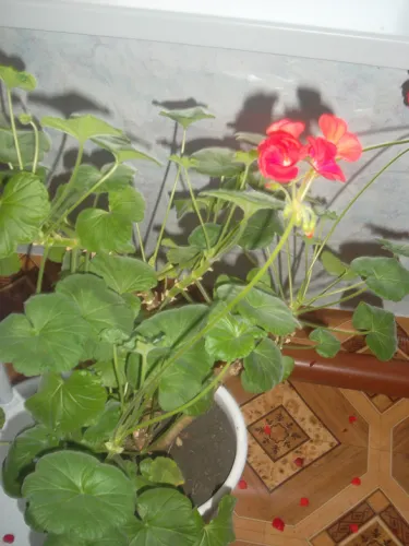 îngrijire Geranium, cultivare, udare, plantare la domiciliu