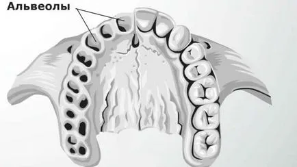 Когато алвеолите в снимка отговора на устата за това, което те се нуждаят от