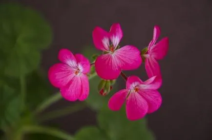 îngrijire Geranium, cultivare, udare, plantare la domiciliu