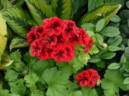 îngrijire Geranium, cultivare, udare, plantare la domiciliu