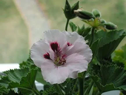 Geranium - egyszerű gondozás, fotó