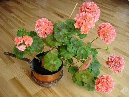 îngrijire Geranium, cultivare, udare, plantare la domiciliu