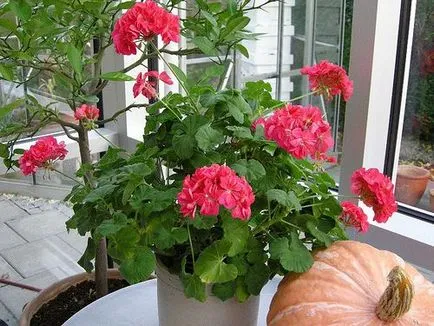 îngrijire Geranium, cultivare, udare, plantare la domiciliu