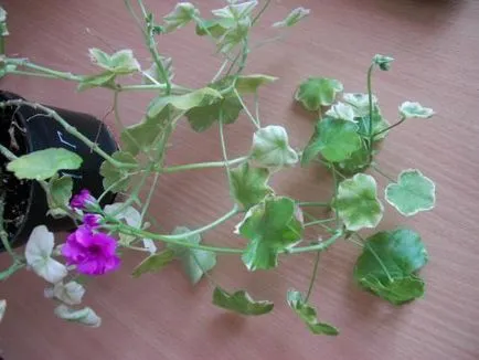 îngrijire Geranium, cultivare, udare, plantare la domiciliu