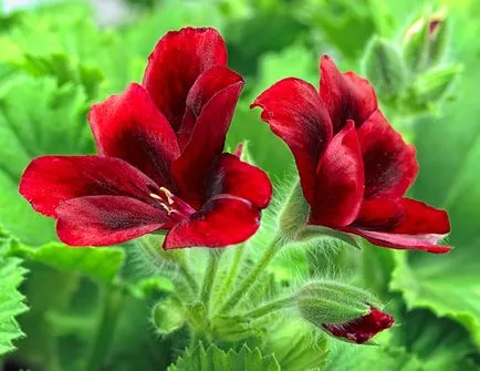 Geranium - egyszerű gondozás, fotó