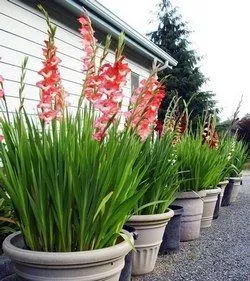 Gladiolus az otthoni ültetés, gondozás, egyre nagyobb a magok, hagymák, desztilláció, fotó, videó